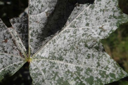 Identification et traitement des champignons communs des arbres