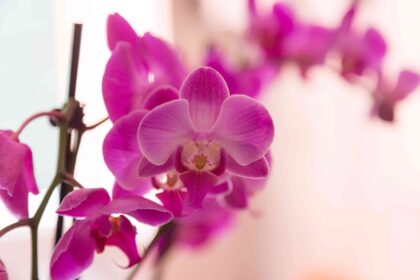 Donnez-vous trop de soleil à vos orchidées ? Les recommandations d’un expert pour leur meilleure croissance