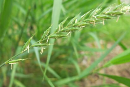 Qu’est-ce que le désherbeur? Comment l’éliminer rapidement avant qu’il ne prenne le contrôle de votre jardin cet été.