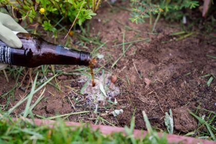 Saviez-vous que la bière peut réellement repousser les nuisibles dans votre jardin ? Un expert vous explique pourquoi.