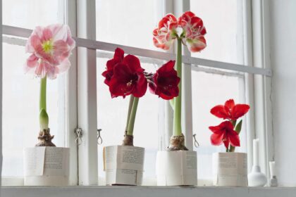 Les Amaryllis ne sont pas des plantes à jeter : Comment les faire refleurir année après année.