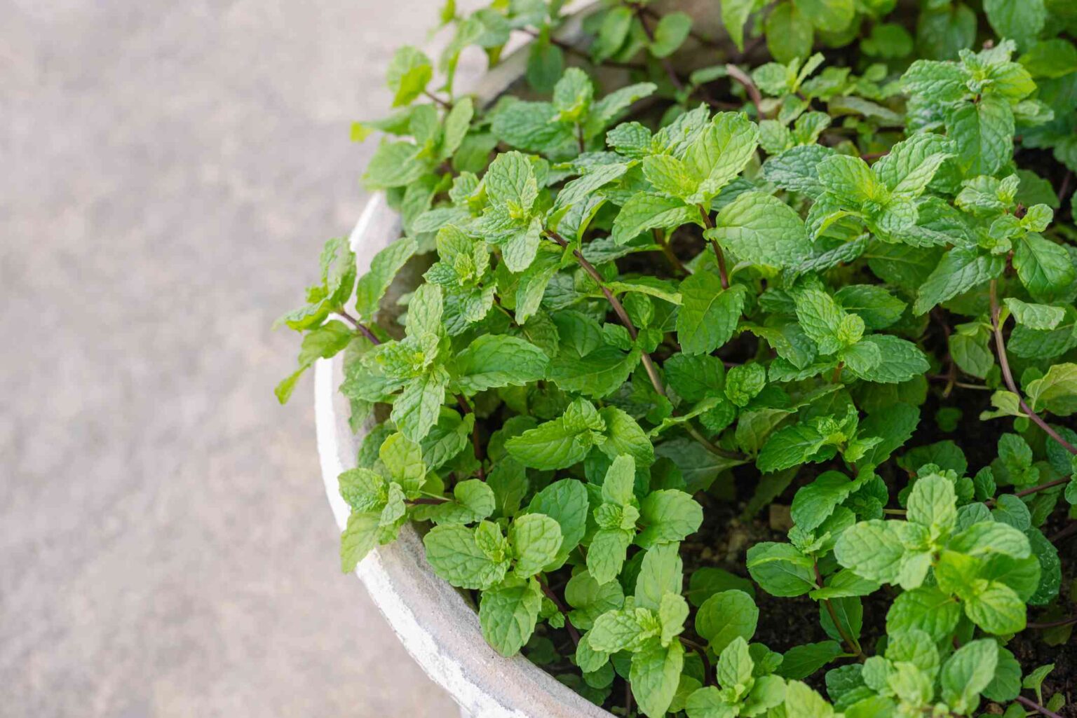 Comment multiplier la menthe facilement pour obtenir plus de plants sans dépenser un centime