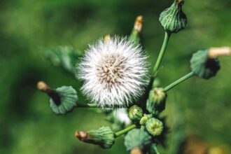 42 Mauvaises Herbes Courantes dans les Pelouses et Jardins : Identification et Contrôle