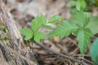 Comment enlever le sumac vénéneux en toute sécurité