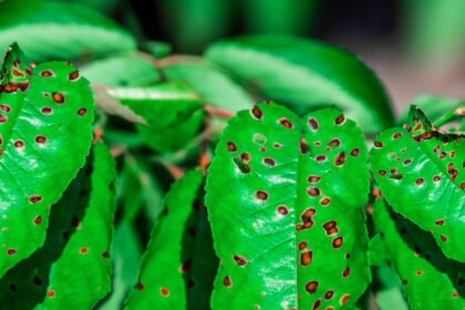 Comment Éliminer les Taches Brunes sur les Feuilles