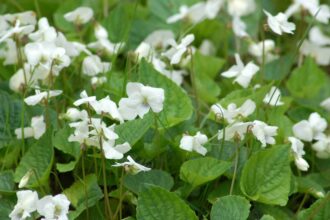 Ces 10 Fleurs Blanches Sont En Réalité Des Mauvaises Herbes—Voici Comment Les Identifier