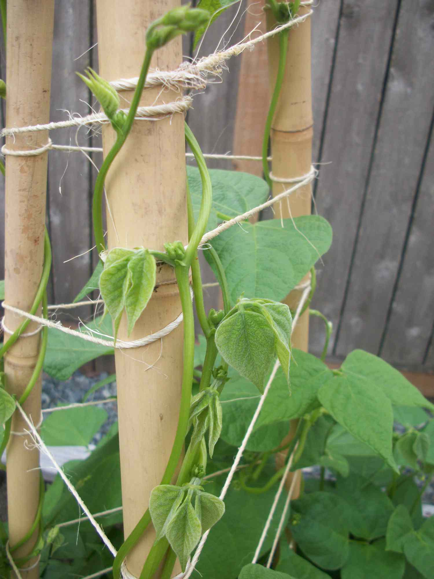 Treillis DIY pour les pois du jardin