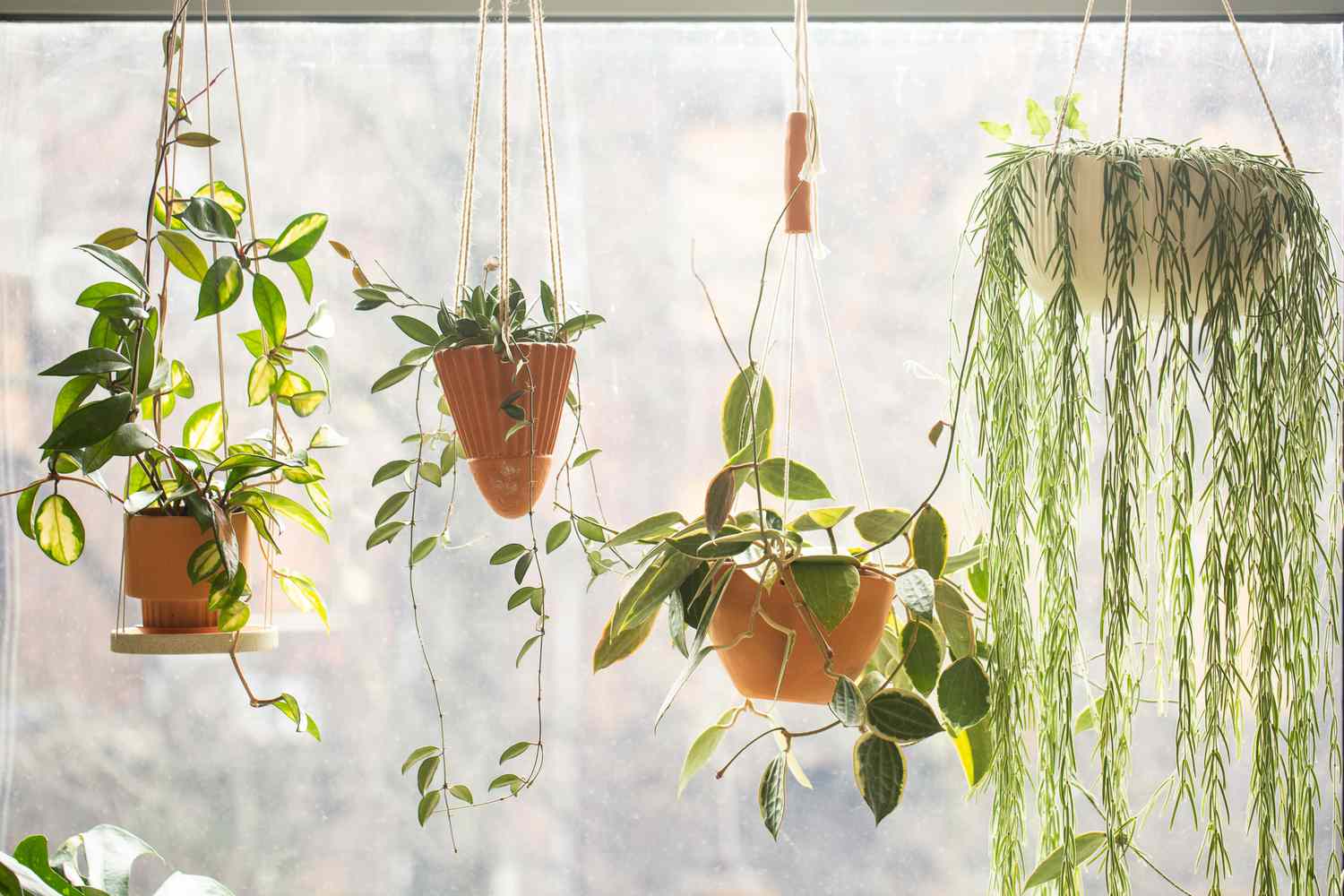 Plusieurs plants de hoya avec de longues vrilles suspendus près d'une fenêtre ensoleillée.