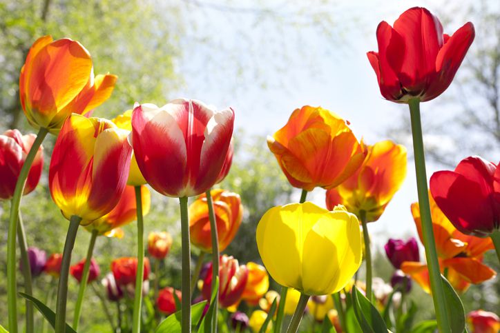 Il y a un moment propice pour planter des bulbes de tulipes afin d’obtenir les plus belles fleurs — ce n’est pas quand on le pense.