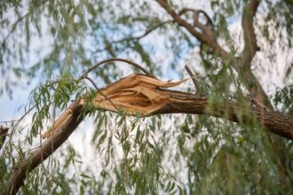 5 Arbres à Ne Jamais Planter Près de Chez Vous, Selon des Arboristes