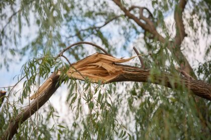 5 Arbres à Ne Jamais Planter Près de Chez Vous, Selon des Arboristes