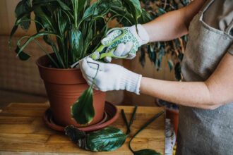 7 Raisons pour lesquelles votre plante est toujours fanée (et comment y remédier rapidement)