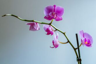 Faut-il couper la tige de votre orchidée si les fleurs fanent ? Conseils pour de meilleurs floraisons.