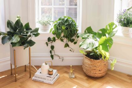 7 Choses à Ne Jamais Faire Lors de la Décoration Avec des Plantes, Selon les Jardiniers