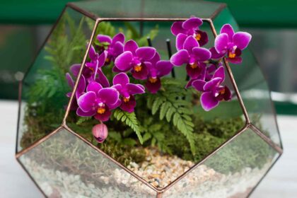 Comment créer un terrarium pour orchidées, le jardin d’intérieur le plus facile cet hiver